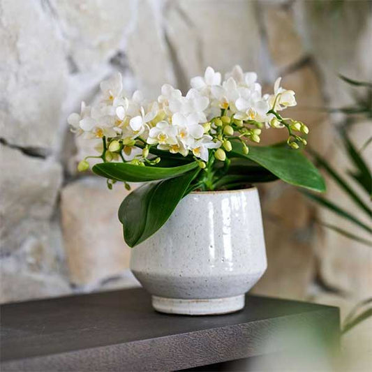 Nazar + Pearl sierpot Travertine - potmaat Ø9cm | bloeiende kamerplant - vers van de kweker
