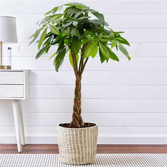 Pachira Aquatica Ø27cm - ↕140-150cm