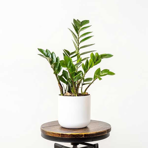 Zamioculcas Zamiifolia - Ø21cm - ↕95cm + Merel Pot D24x22cm - Goud