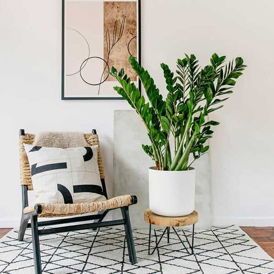Zamioculcas Zamiifolia - Ø21cm - ↕95cm + Merel Pot D24x22cm - Goud