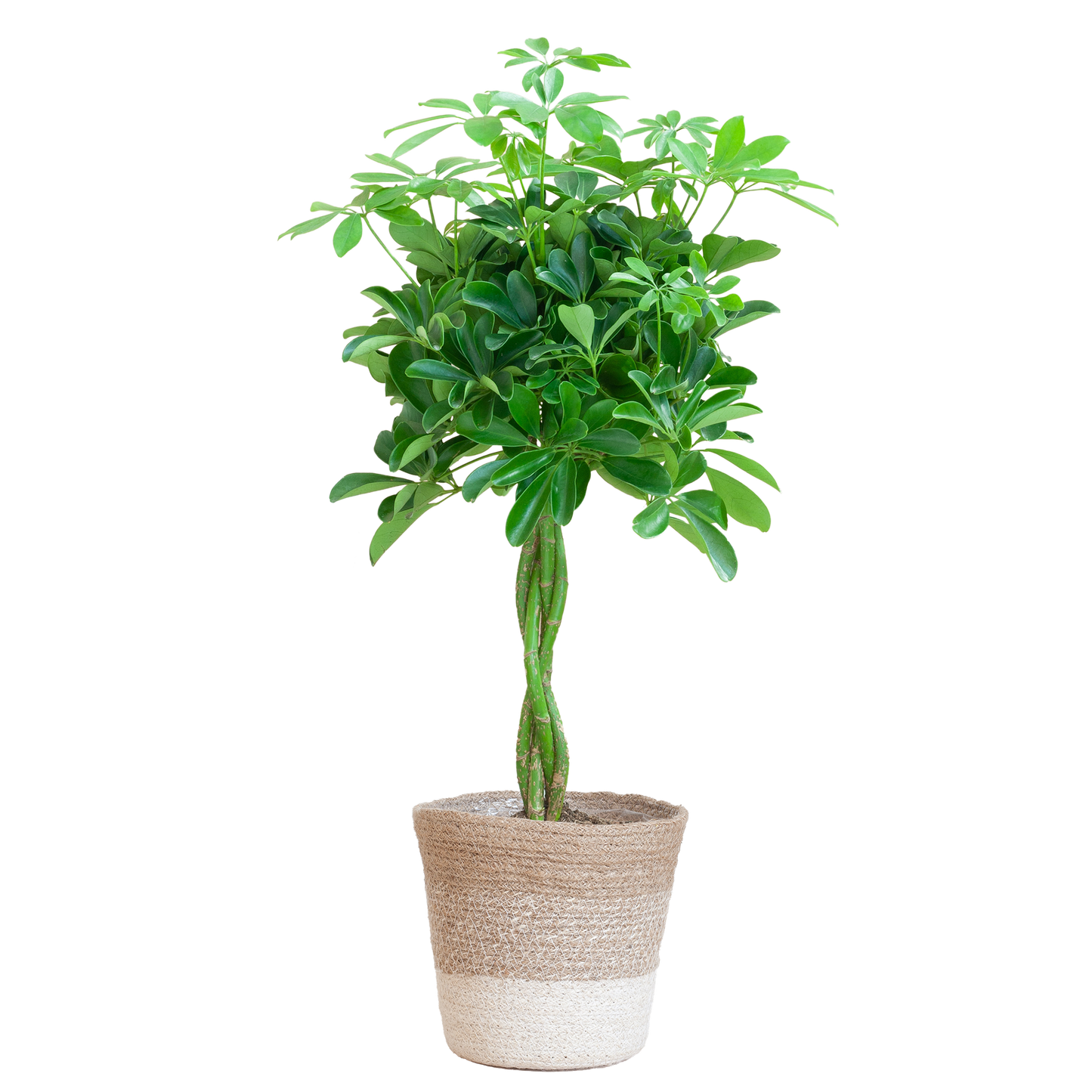 Schefflera Arab Nora met Viber wit  - 70cm - Ø21