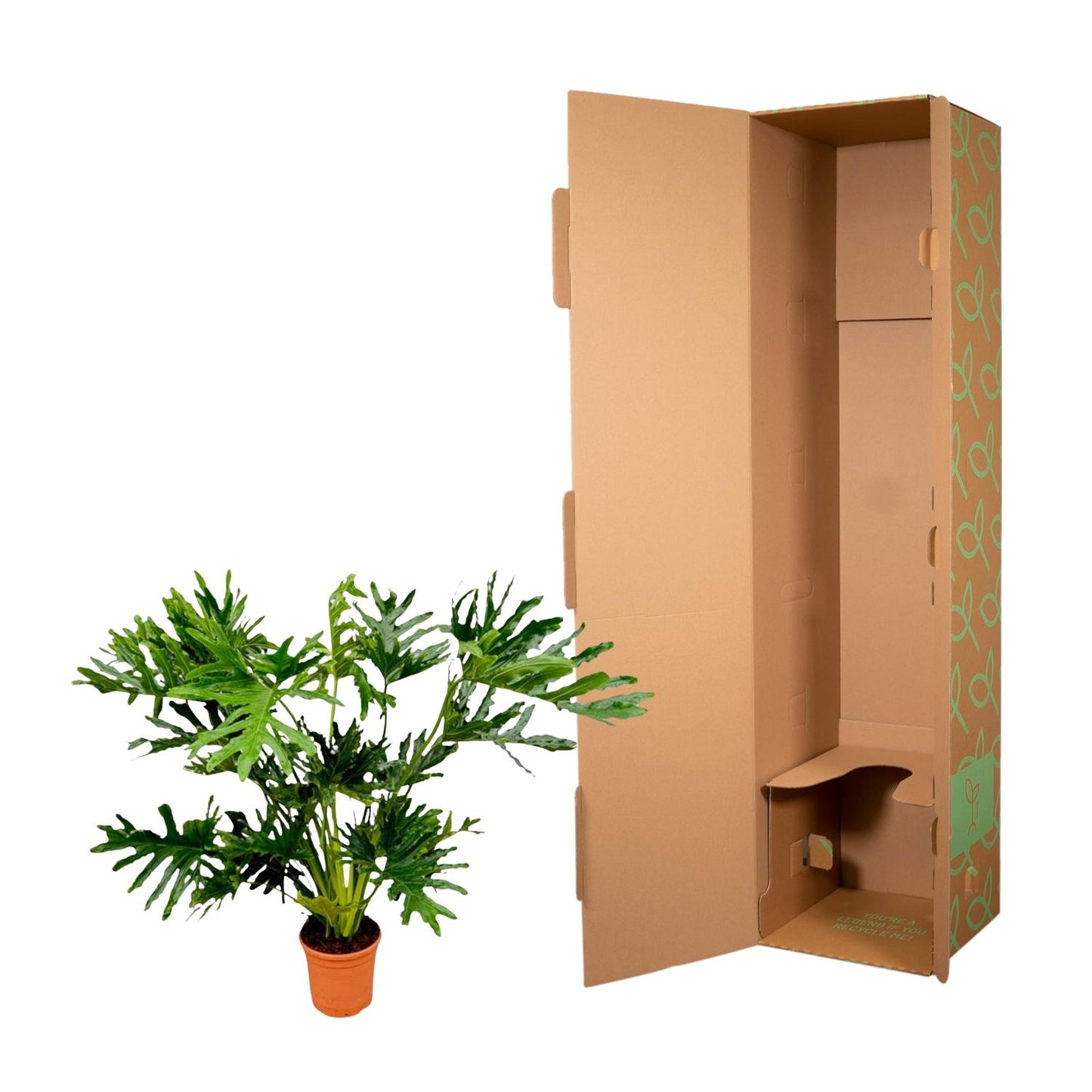 Philodendron Selloum - 100 cm - Ø27