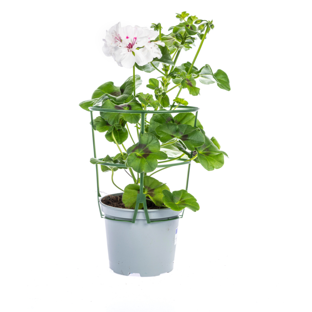 Hanggeranium – Pelargonium peltatum Mix – Ø12 cm – ↕20 cm – Bloeiende Balkonplant