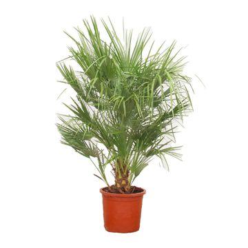 Chamaerops Humilis - 100cm - Ø21
