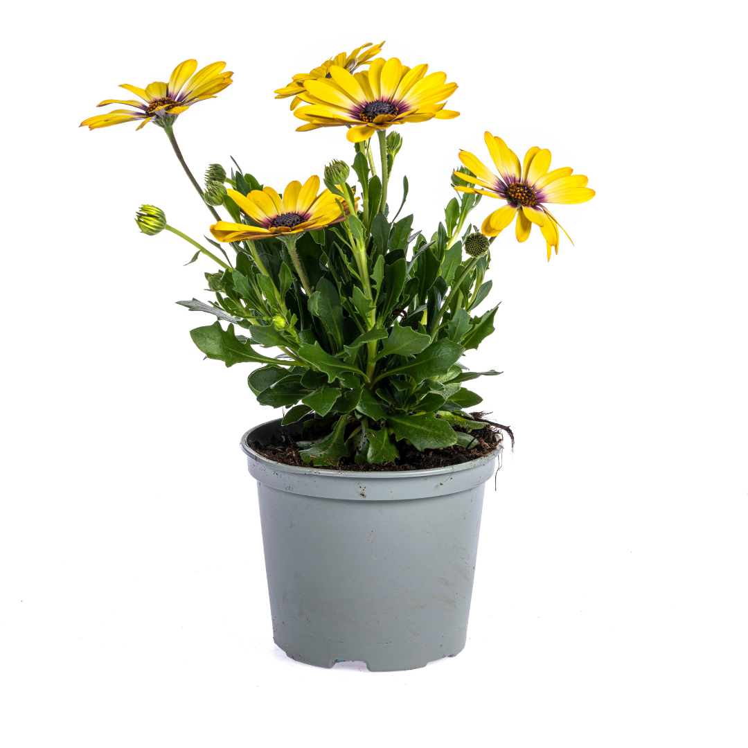 Osteospermum ecklonis Mix – Ø12 cm – ↕20 cm – kleurrijke zomerbloeier voor pot of border