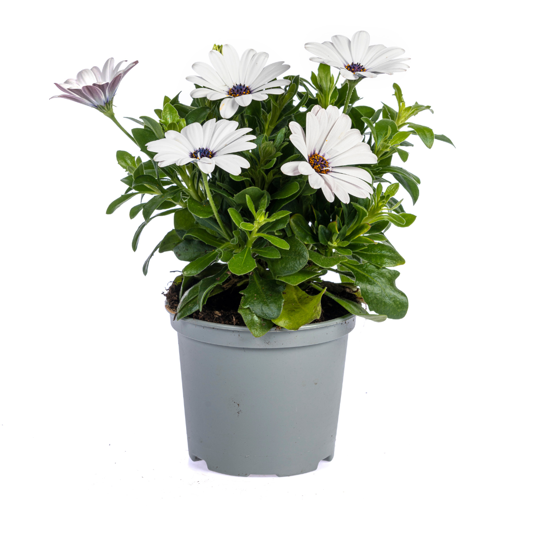 Osteospermum ecklonis Mix – Ø12 cm – ↕20 cm – kleurrijke zomerbloeier voor pot of border