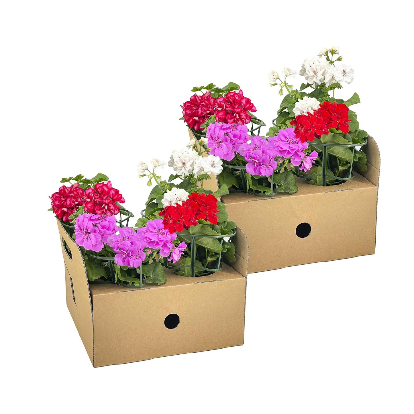 Hanggeranium – Pelargonium peltatum Mix – Ø12 cm – ↕20 cm – Bloeiende Balkonplant