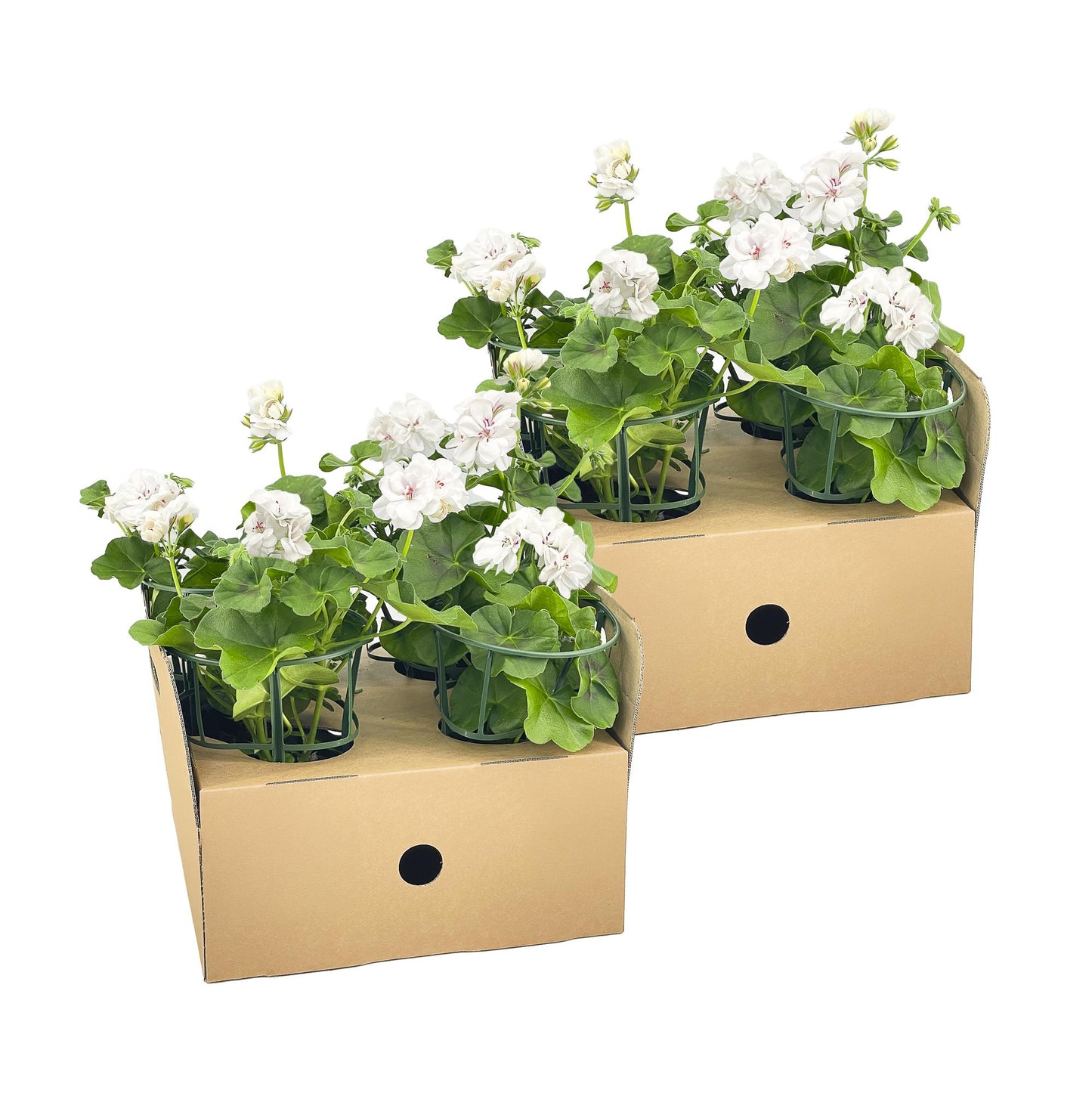 Osteospermum ecklonis Mix – Ø12 cm – ↕20 cm – kleurrijke zomerbloeier voor pot of border