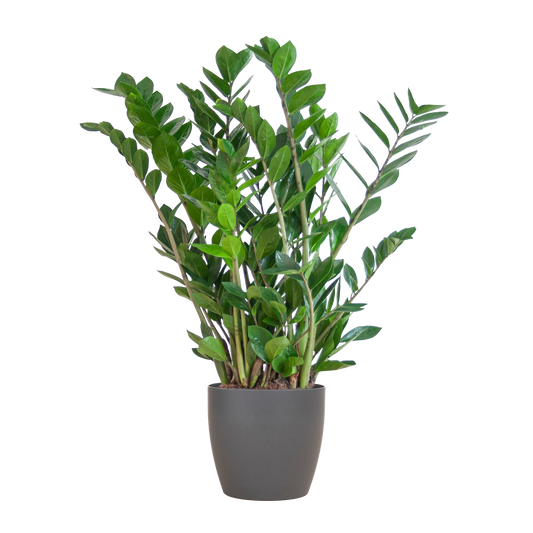 Zamioculcas Zamiifolia met Viber grijs - 80cm - Ø21