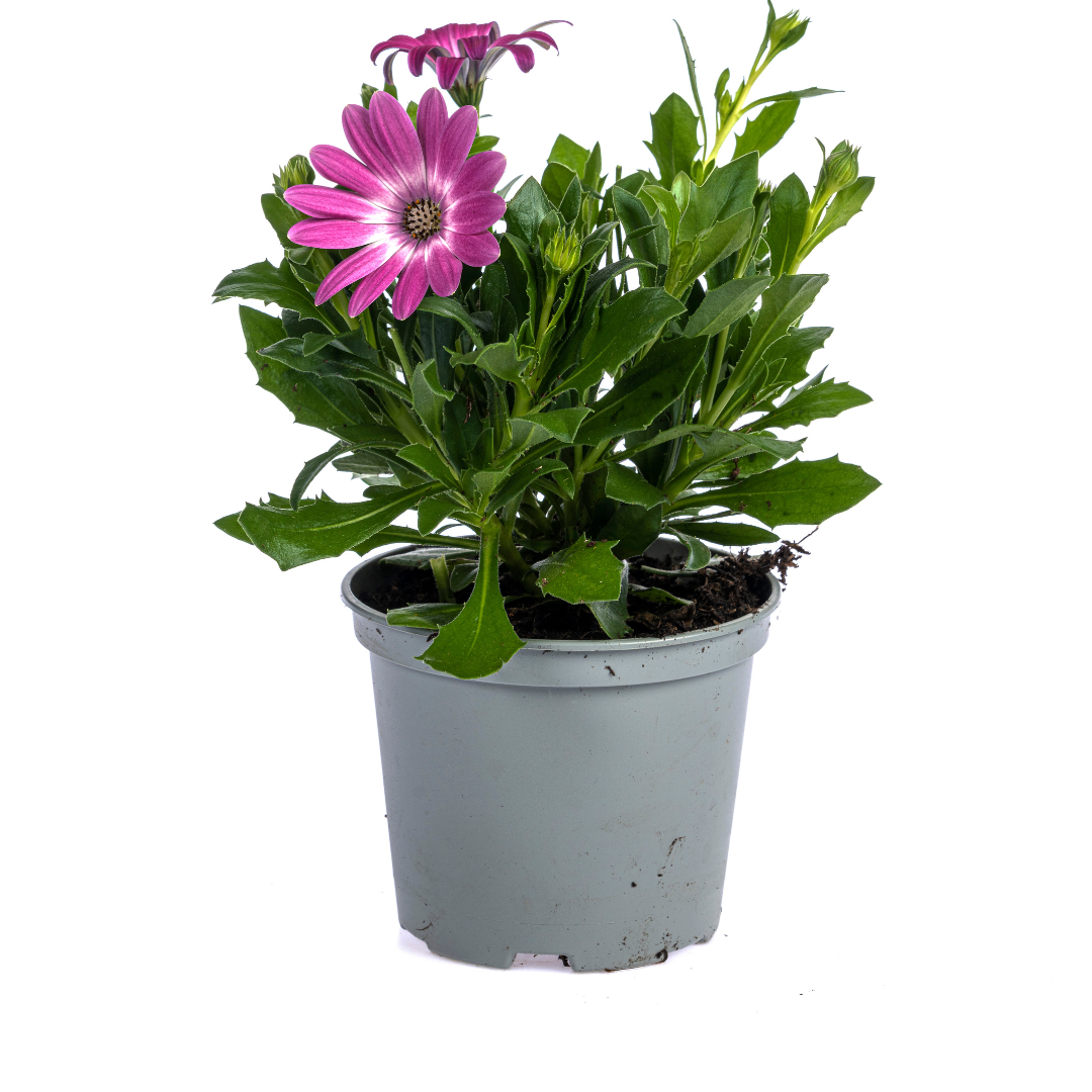 Osteospermum ecklonis Mix – Ø12 cm – ↕20 cm – kleurrijke zomerbloeier voor pot of border