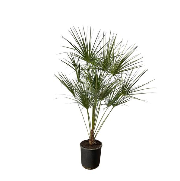 Chamaerops Humilis - 100cm - Ø21