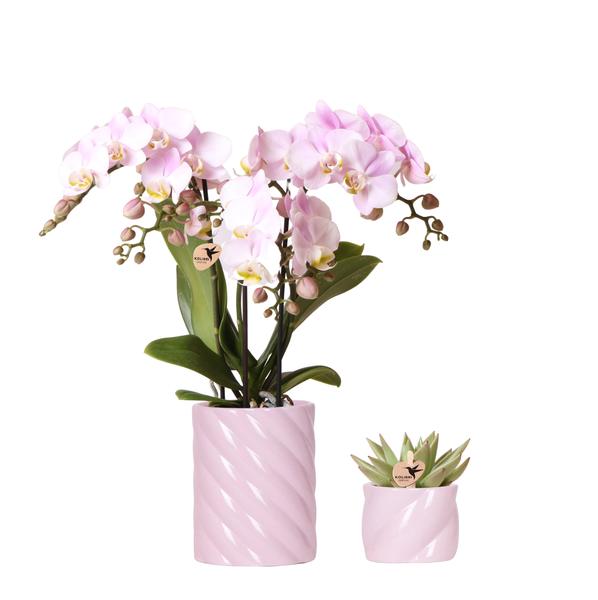 Roze Phalaenopsis Orchidee Portugal en Succulent incl. keramieken sierpotten