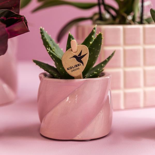 Roze Phalaenopsis Orchidee Portugal en Succulent incl. keramieken sierpotten
