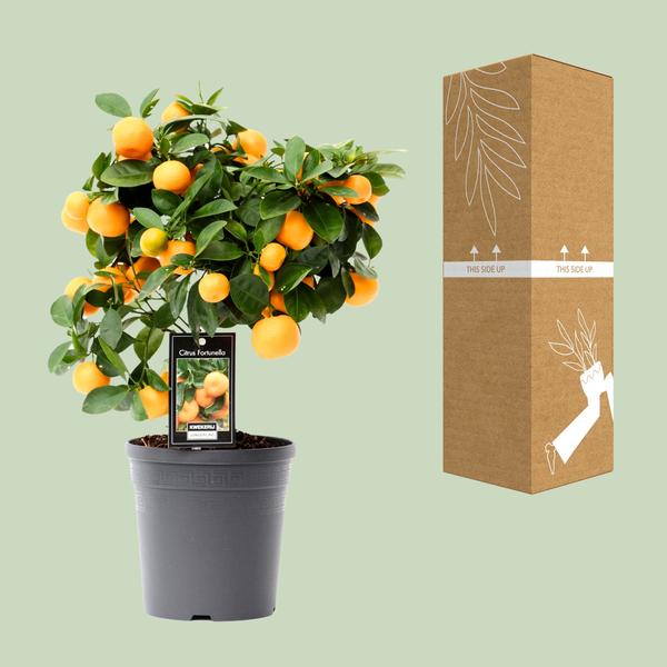 Australasica - Ø22cm - ↕70cm