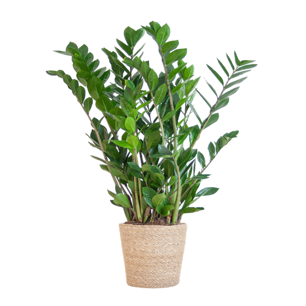 Zamioculcas Zamiifolia met Viber grijs - 80cm - Ø21