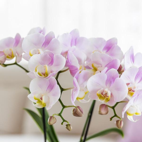 Roze Phalaenopsis Orchidee Portugal en Succulent incl. keramieken sierpotten