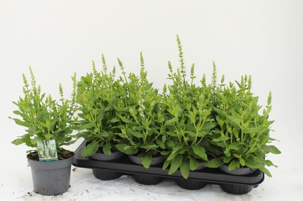 Salvia Nemorosa Sensation White - Ø13cm - ↕35cm