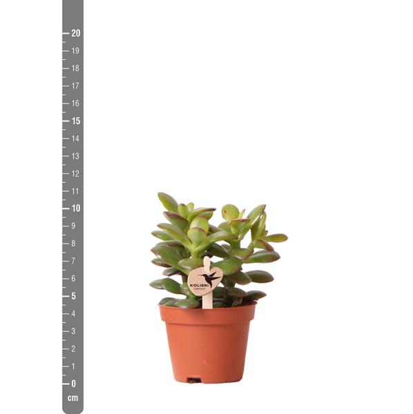 Groene plant - Succulent Crassula Minor - potmaat Ø6cm - groene kamerplant - vers van de kweker