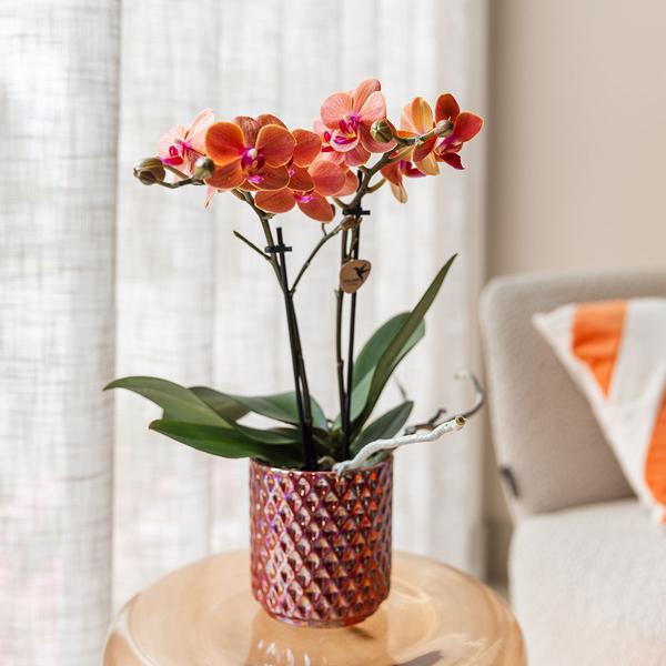 Diamond pearl sierpot - Red - Ø9cm