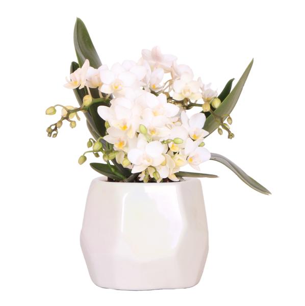 Nazar + Pearl sierpot Travertine - potmaat Ø9cm | bloeiende kamerplant - vers van de kweker