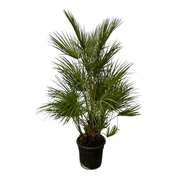 Chamaerops Humilis - 100cm - Ø21