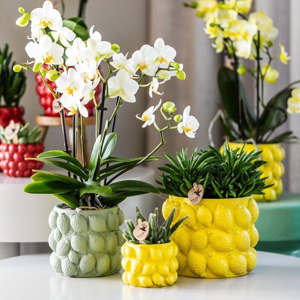 Citrus pot groen - Ø12cm
