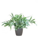 Phlebodium Aureum 'Blue Star' met Viber grijs - 40cm - Ø17