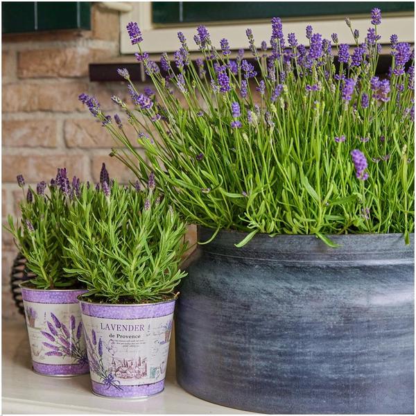 6x Lavandula angustifolia Felice® - 12 cm pot - Set van 6 Lavendel planten