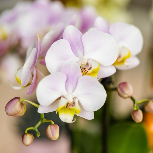 Roze Phalaenopsis Orchidee Portugal en Succulent incl. keramieken sierpotten