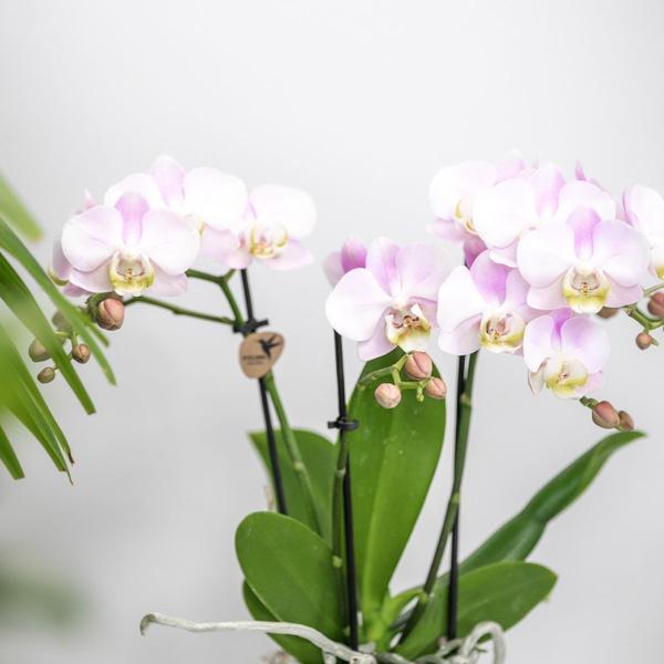 Roze Phalaenopsis Orchidee Portugal en Succulent incl. keramieken sierpotten